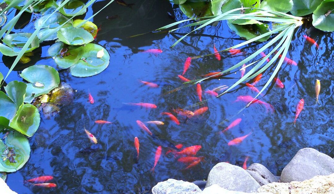 What is a Pond Drum Filter and does it works?