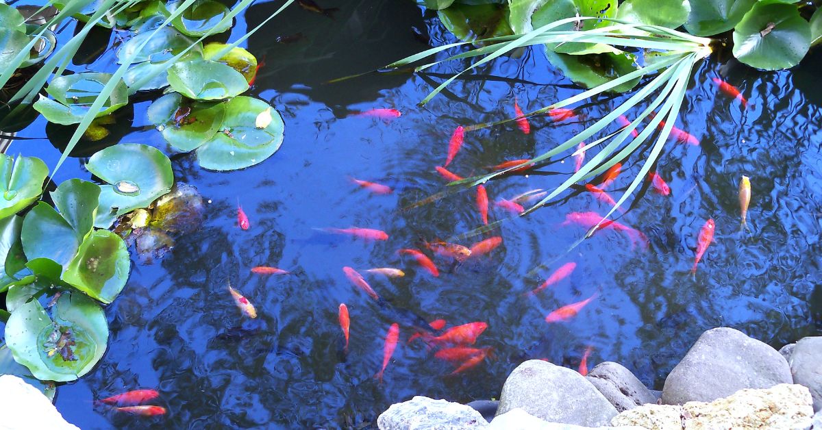 pond-drum-filter-kings-lynn-koi-aquatics-ltd