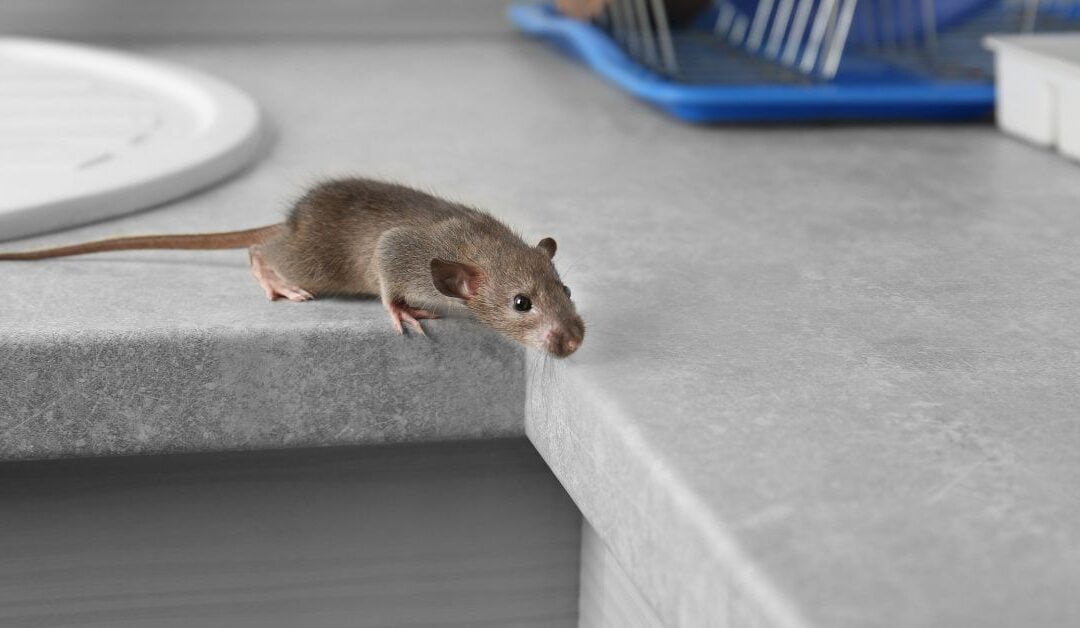 Tips For Selecting Mice Removal Service