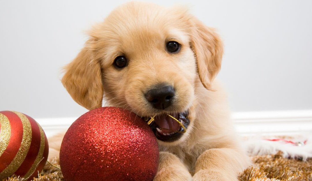 Chewing Benefits Every Dog Owner Should Be Aware Of | Puppy Stimulation Chews