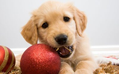 Chewing Benefits Every Dog Owner Should Be Aware Of | Puppy Stimulation Chews