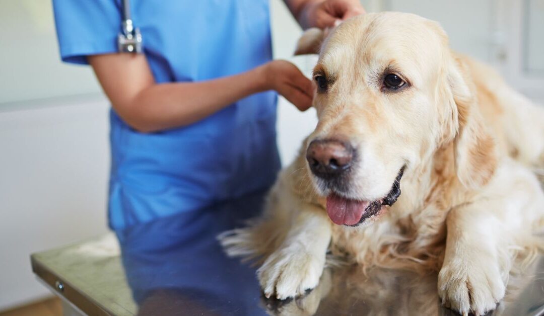 Advice on Identifying a Trustworthy Vet for Your Pet