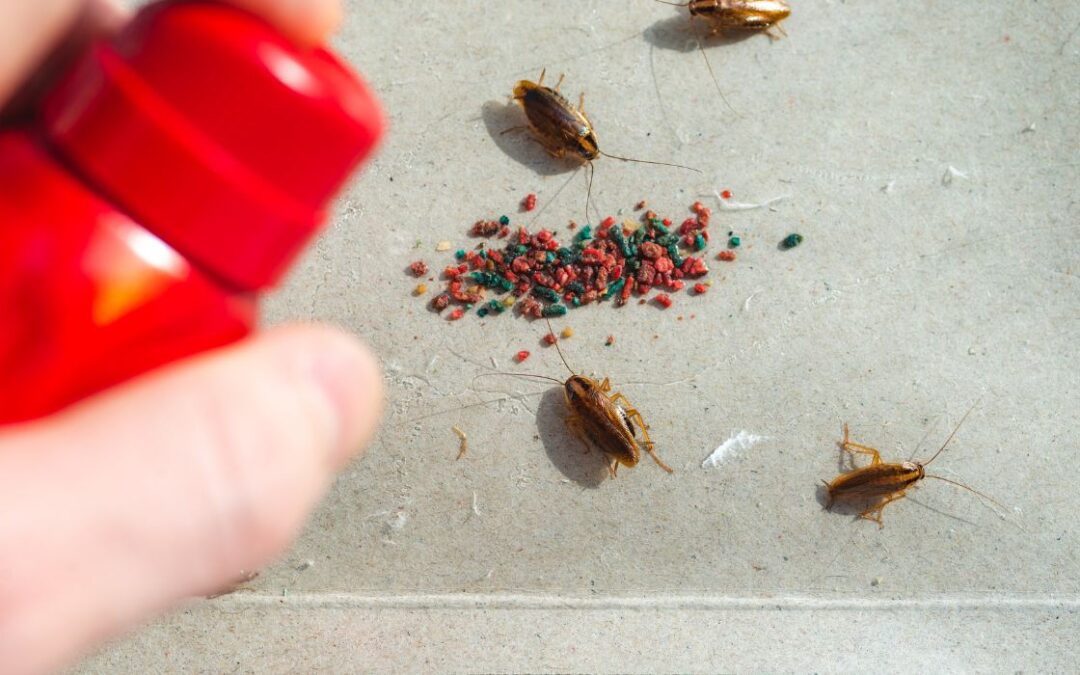 How to Safely and Effectively Get Rid of Cockroaches From Your Home